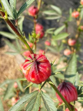 Kırmızı Hibiscus Sabdariffa Bahçedeki bir çalıdan