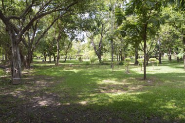 ağaçları ile yeşil park