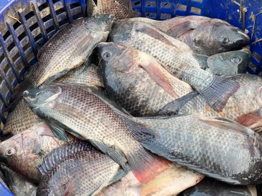 pazardaki tilapia balığı