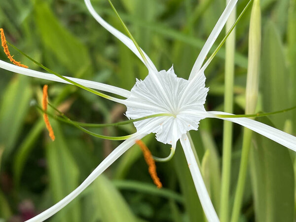 белые цветы Neomarica northiana в саду