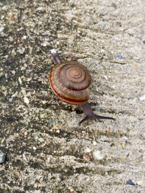 Beton zemindeki bir salyangozun yakın görüntüsü