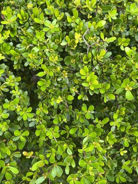 yeşil bonsai yaprağının arkaplanı