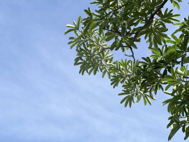 Beyaz Cheesewood ağacında yeşil yapraklar