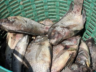 Tayland pazarında ölü tilapia balığı