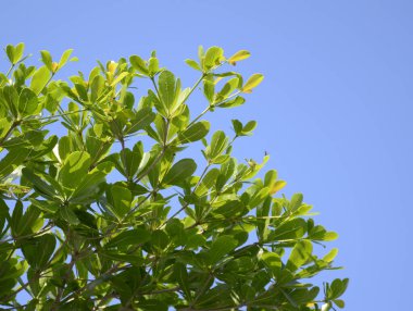 Bahçedeki Terminalia fildişi ağacının yeşil yaprakları.