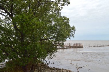 Mangrov ormanında deniz manzarası