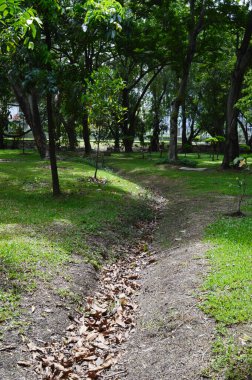 landscape view in nature garden