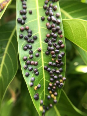 parasite on mango leaf clipart