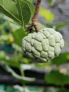 Bahçedeki bir bitkinin üzerinde taze yeşil elma şekeri