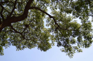 Ormandaki ağaç dalları