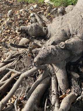 ormandaki bir ağaç köklerinin