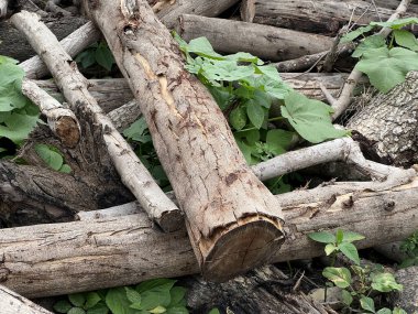 Ağaç kütüğü ve kütük dokusu. ahşap doku.