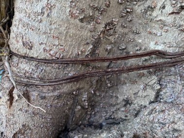 Bir ağaç gövdesine ve paslı tele yakın.