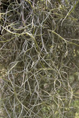 İspanyol yosunu sahildeki ağaçlardan sarkan.