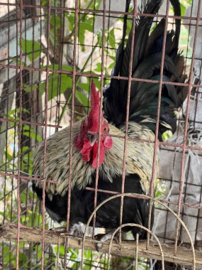 Kafesteki kırmızı tavuk,
