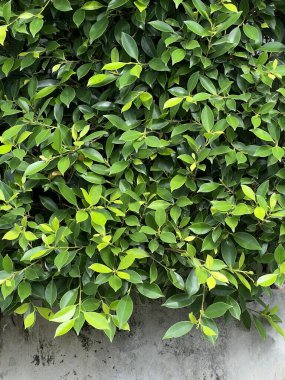 Yeşil yaprak arkaplan dokusu doğa, banyan ağacı doğa bahçesinde.