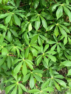 Doğa bahçesindeki Cassava ağacı