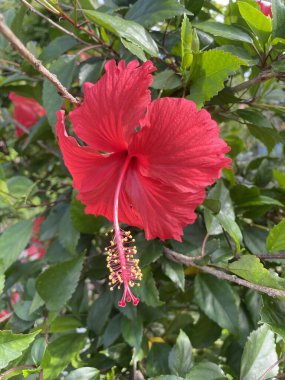 Bahçede Hibiscus çiçeği