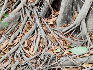 Yerdeki ağaç kökleri