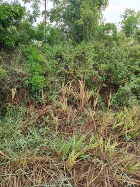 Bahçedeki yeşil çimenler