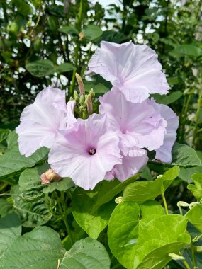 Mor sabah çiçeği bahçede