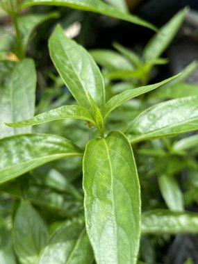 Genç Andrographis doğadaki panikleme bitkisi