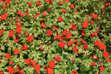 Bahçedeki kırmızı Impatiens balsamina çiçeği