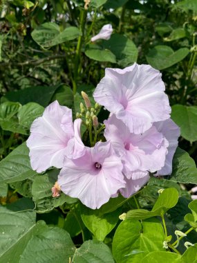 Doğa bahçesinde sabah çiçeği