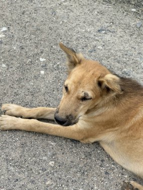 Köpek yerde yatıyor.