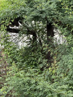 Bahçedeki ağaçta yeşil sarmaşık