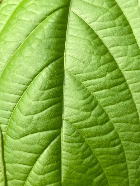 stock image green Rangoon Creeper leaf background, texture of leaf