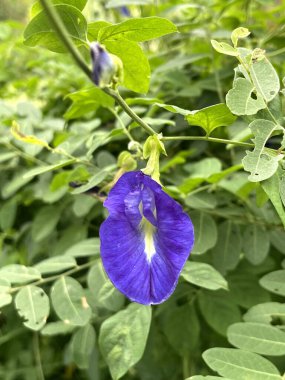 Bahçedeki güzel kelebek çiçekleri