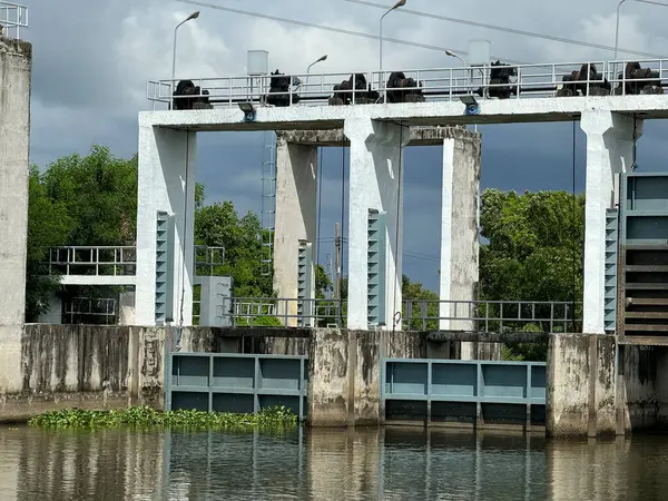 Tayland 'da çimento barajı