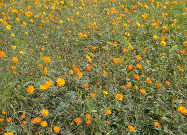 Bahçedeki güzel kozmos çiçeği