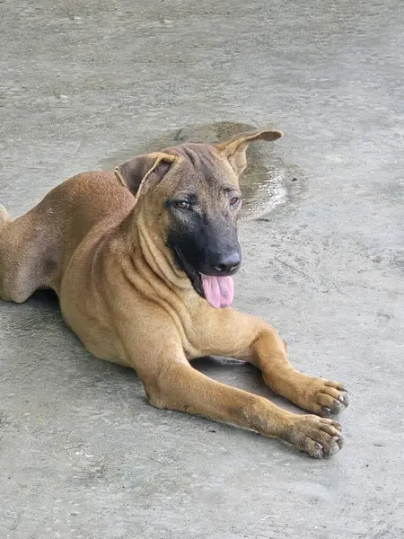 Şirin kahverengi köpeği çimento zeminine kapatın.