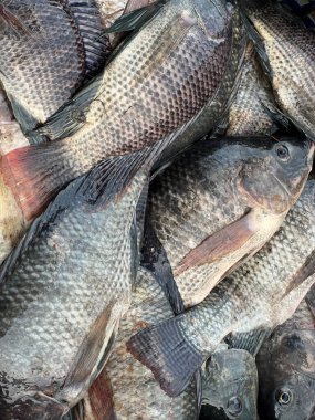 Pazarda taze tilapia balıkları