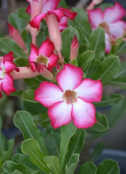 stock image close up pink adenium obesum in nature garden