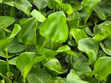 Nehirdeki su sümbülü bitkisi