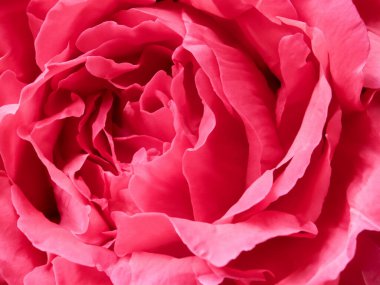 pembe gül yaprağı desenli arka plan.