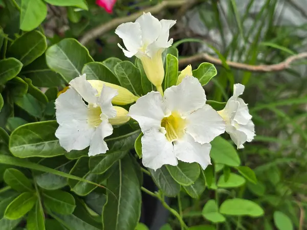 stock image white adenium obesum in nature garden