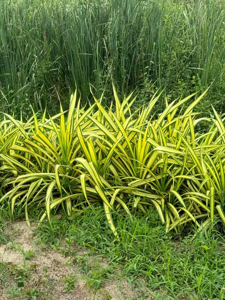 Pandanus Sanderi doğa bahçesinde bitki yetiştiriyor.