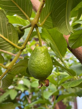 Olgun yeşil guava ağaçta