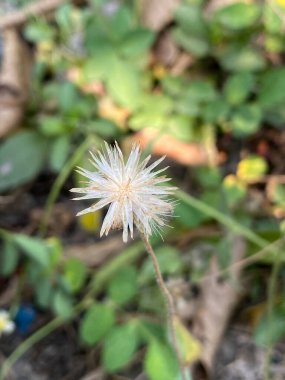 dry coatbuttons flower in nature garden