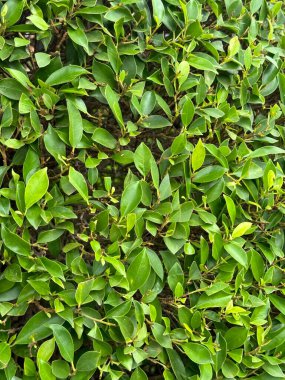 Taze yeşil banyan yaprağı doğada.