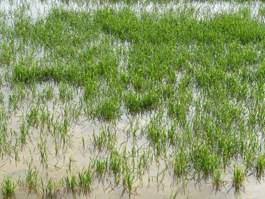 Tayland 'daki pirinç tarlası