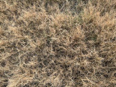 Sonbaharda çayırda kurumuş otlar.