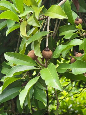 Bahçedeki yeşil Sapodilla ağacı