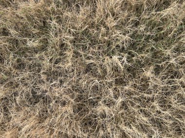 Bahçedeki kuru otlar