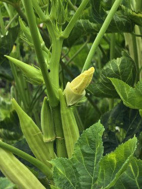 Doğa bahçesinde bamya çiçeği