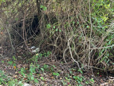 Ormandaki yakın çukur